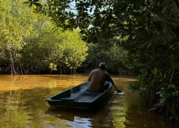 Yucatán pierde su escudo natural; desaparecen más de 2 mil 700 hectáreas de manglar