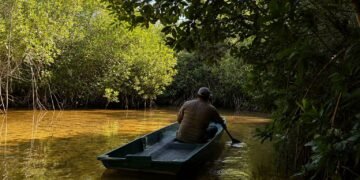 Yucatán pierde su escudo natural; desaparecen más de 2 mil 700 hectáreas de manglar