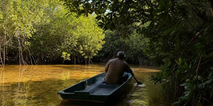 Yucatán pierde su escudo natural; desaparecen más de 2 mil 700 hectáreas de manglar