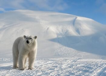 Despierta a oso polar con bocina de barco y termina con multa de más de 5 mil dólares