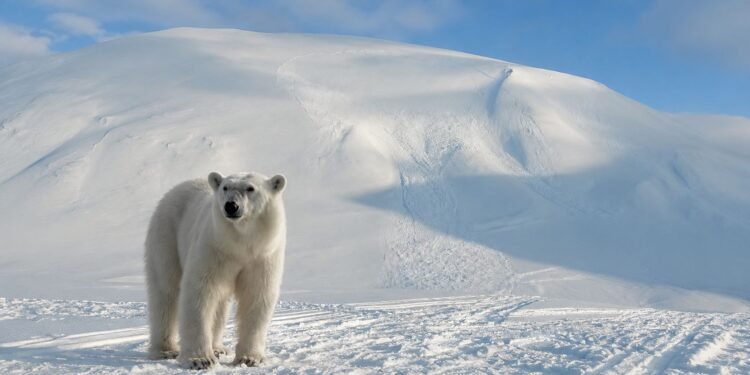 Despierta a oso polar con bocina de barco y termina con multa de más de 5 mil dólares