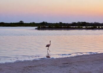 ¡Mar rosa en Yucatán! Anillan a 425 flamencos en Ría Lagartos para seguirles la pista