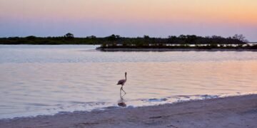¡Mar rosa en Yucatán! Anillan a 425 flamencos en Ría Lagartos para seguirles la pista
