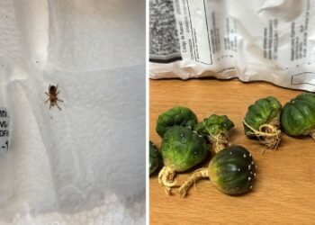 ¡Sorpresa en paquetería! Tarántula mexicana viajaba como “insumo”; Profepa asegura ejemplar