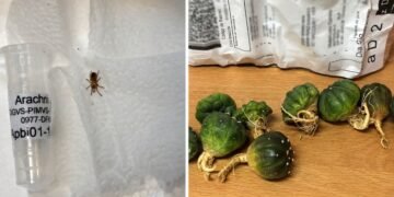 ¡Sorpresa en paquetería! Tarántula mexicana viajaba como “insumo”; Profepa asegura ejemplar