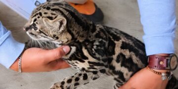 ¿Podrá volver a su hábitat? Resguardan a tigrillo encontrado en una casa y habituado al contacto humano