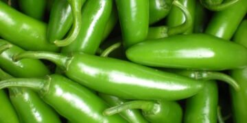 ¡Adiós, salsa!: jalapeños bajo sospecha obligan a Taylor Farms a retirar productos en EU