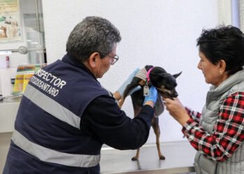 Nuevo cerco contra el gusano barrenador: México exigirá certificado para perros y aves de EU