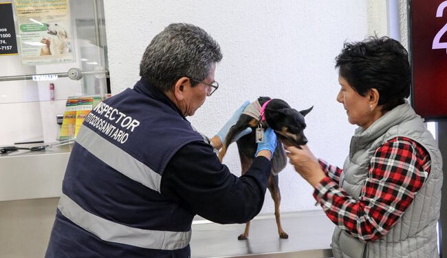 Nuevo cerco contra el gusano barrenador: México exigirá certificado para perros y aves de EU