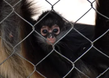 Profepa alerta por compra ilegal de monos en Yucatán