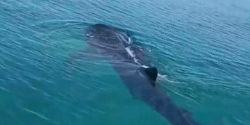¿Te imaginas verlo tan cerca? Un tiburón ballena sorprende a pescadores