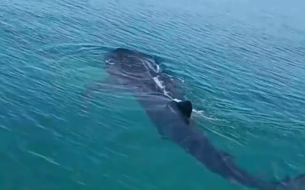 ¿Te imaginas verlo tan cerca? Un tiburón ballena sorprende a pescadores