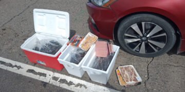 ¡Los dejaron abandonados! Hallan 719 pepinos de mar