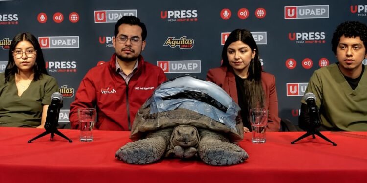 Esta tortuga tiene una “armadura” biónica: conoce la historia de Darwin