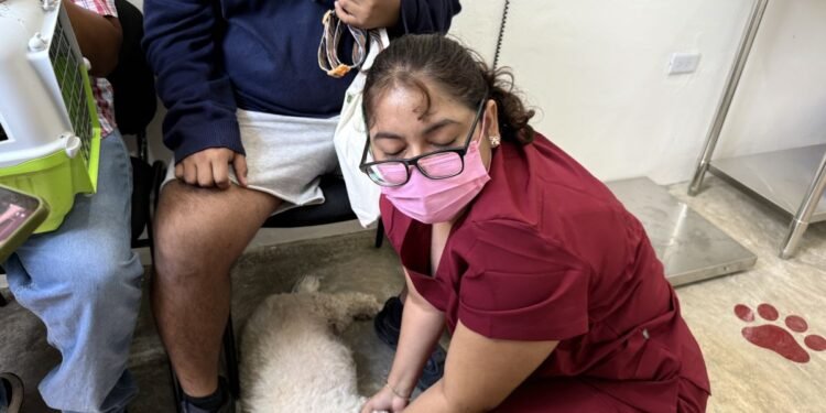 ¡Dueños de mascotas! Abren centro con vacunas y esterilizaciones gratis