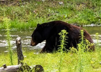 Sobrevivió a los incendios y volvió al bosque: video muestra liberación de oso negro