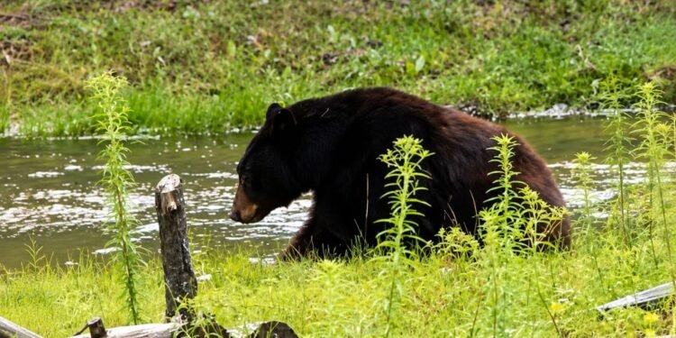 Sobrevivió a los incendios y volvió al bosque: video muestra liberación de oso negro