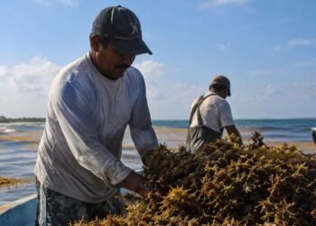 Sargazo podría abrir nueva actividad para pescadores yucatecos
