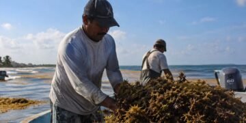 Sargazo podría abrir nueva actividad para pescadores yucatecos