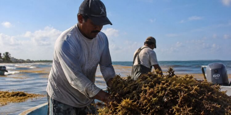 Sargazo podría abrir nueva actividad para pescadores yucatecos