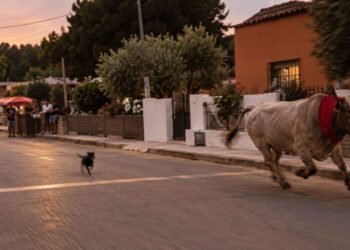 Festejo en Umán termina en susto: toro embiste a un niño y todo queda en video