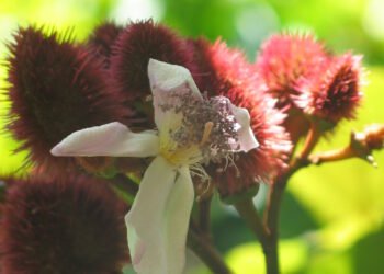 Achiote yucateco, de la cocina a la industria: buscan fortalecer su producción