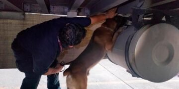 ¿Tú habrías descubierto el escondite? “Chocolate” sí: halló cocaína entre tunas