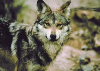¿Salvar al ganado o proteger al lobo? La nueva disputa que cruza la frontera