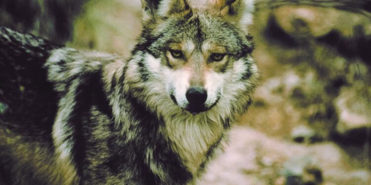 ¿Salvar al ganado o proteger al lobo? La nueva disputa que cruza la frontera