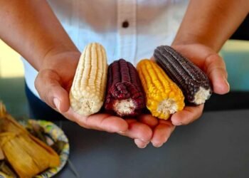 Maíz, milpa y memoria maya se encuentran en el Gran Museo del Mundo Maya