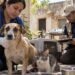 ¿Qué está pasando con los animales en Yucatán? FGE investiga hasta 300 denuncias por maltrato