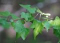 ¿La habías visto? Esta planta de Sinaloa resultó ser una especie nueva para la ciencia