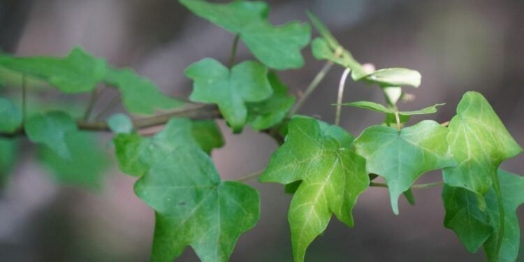 ¿La habías visto? Esta planta de Sinaloa resultó ser una especie nueva para la ciencia
