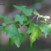 ¿La habías visto? Esta planta de Sinaloa resultó ser una especie nueva para la ciencia