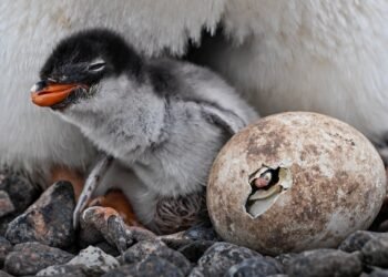 ¿Parecen iguales? El ADN descubrió una nueva especie de pingüino
