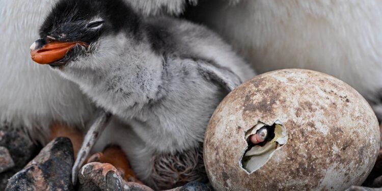 ¿Parecen iguales? El ADN descubrió una nueva especie de pingüino