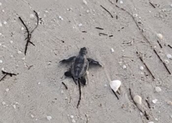 ¡Sorpresa en Progreso! Corredores encuentran tortuguitas en pleno malecón