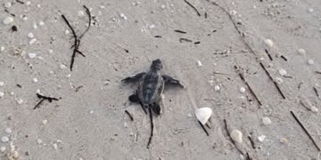 ¡Sorpresa en Progreso! Corredores encuentran tortuguitas en pleno malecón