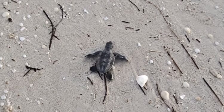 ¡Sorpresa en Progreso! Corredores encuentran tortuguitas en pleno malecón