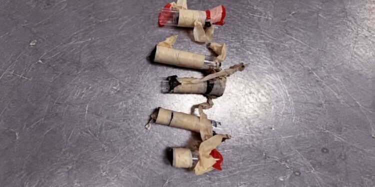 Insólito hallazgo en Miami: pasajero ocultaba 10 aves vivas bajo la ropa interior
