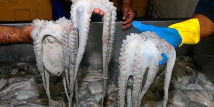 ¡El pulpo maya destaca en México! Yucatán encabeza la producción