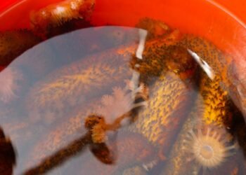 ¿Cuándo volverá el pepino de mar? La especie suma ocho años bajo protección